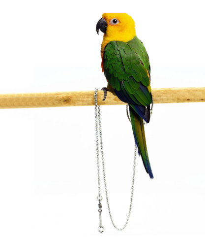 GDA PARROT OUTDOOR TRAINING RING WITH CHAIN