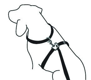 Thunder store leash harness