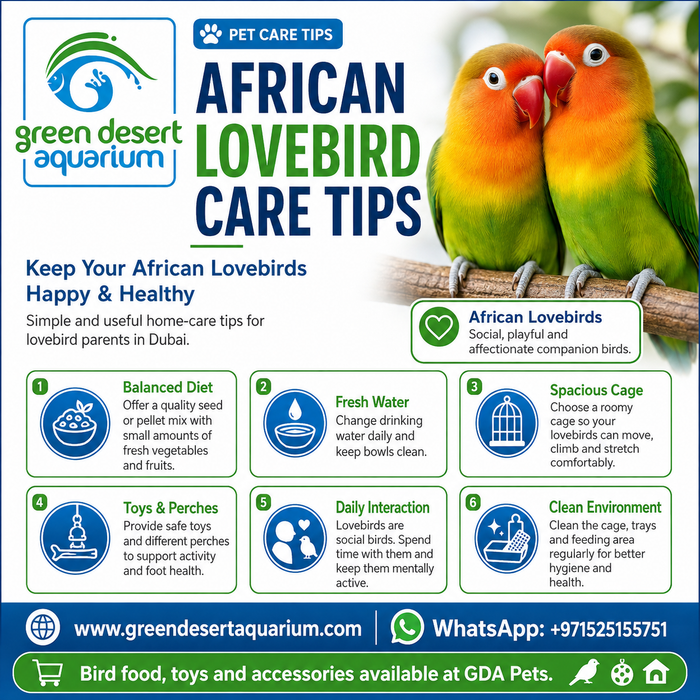 African Lovebirds Care Tips for Happy & Healthy Birds