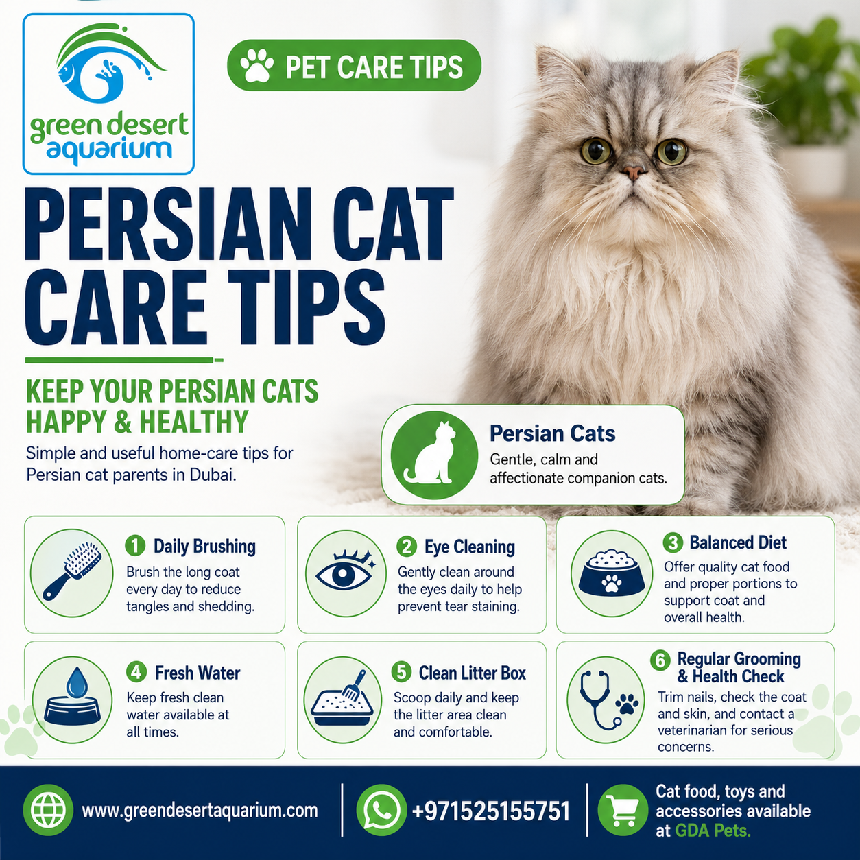 Persian Cat Care Tips for Happy & Healthy Cats