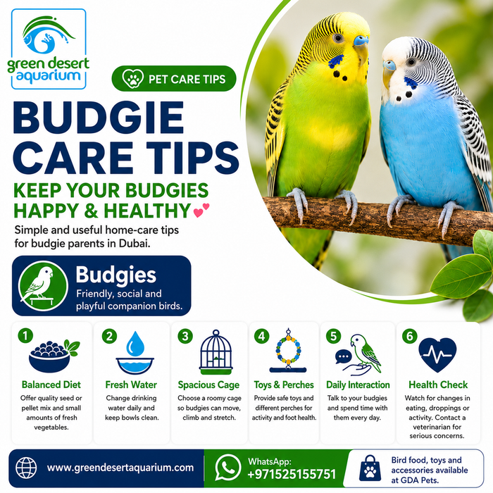 Budgie Care Tips for Happy & Healthy Birds