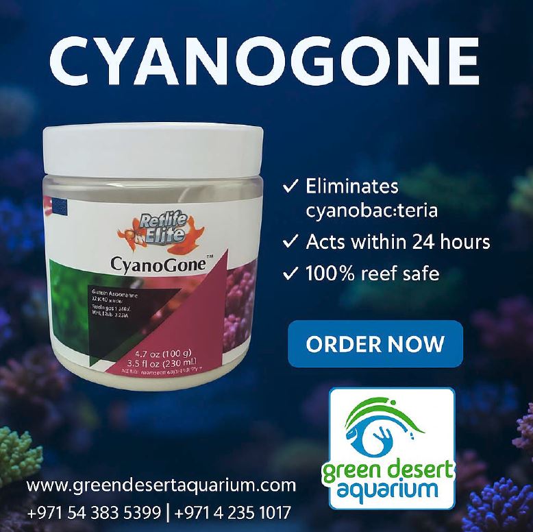 CYANOGONE 250ML