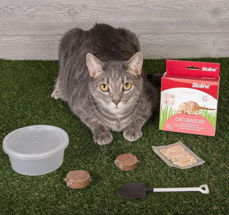 Bioline Catgrass Kit  12g