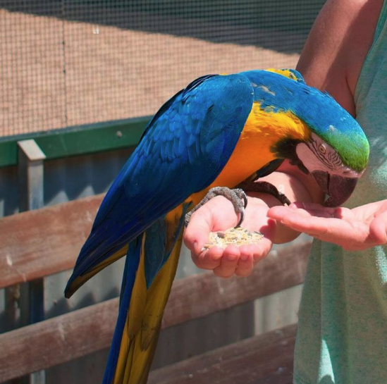 Volo Seedy Parrot Mix Bird Food