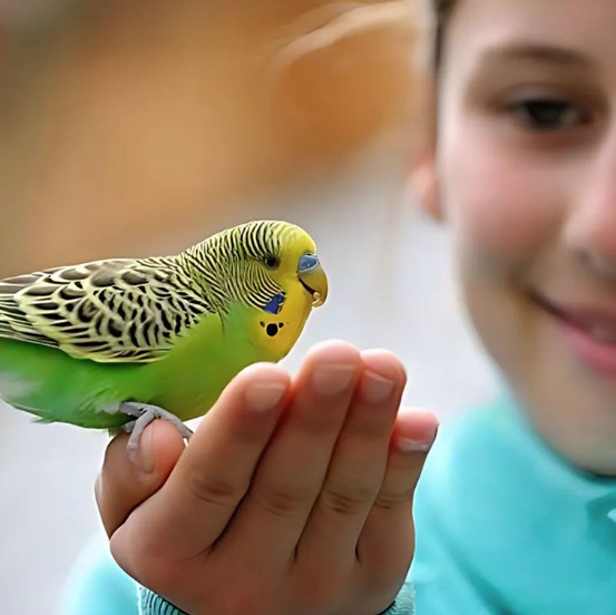 Volo Seedy Budgie Mix with Vitamins Bird Food