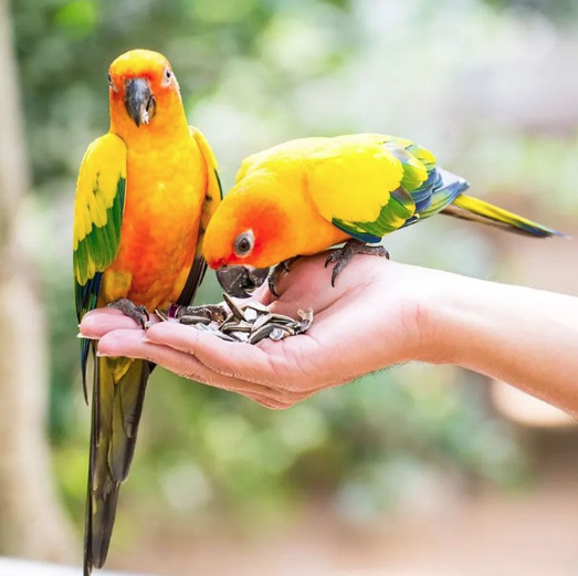 Volo Seedy Parakeet Mix Bird Food