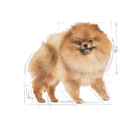 Royal Canin Breed Health Nutrition Pomeranian Adult  1.5kg