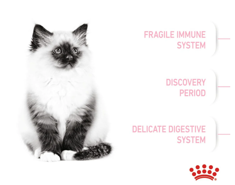 Royal Canin Feline Health Nutrition Kitten Dry Cat Food