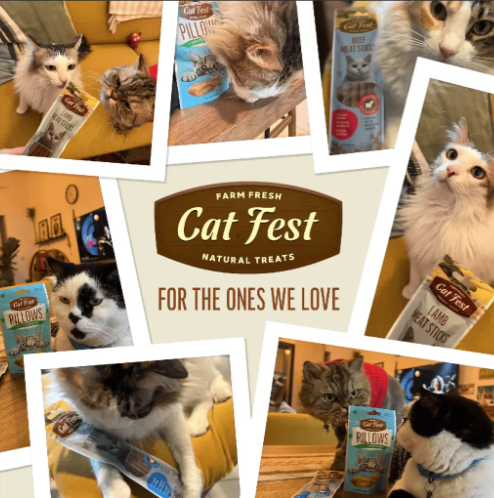 Cat Fest Pillows With Crab Cream
