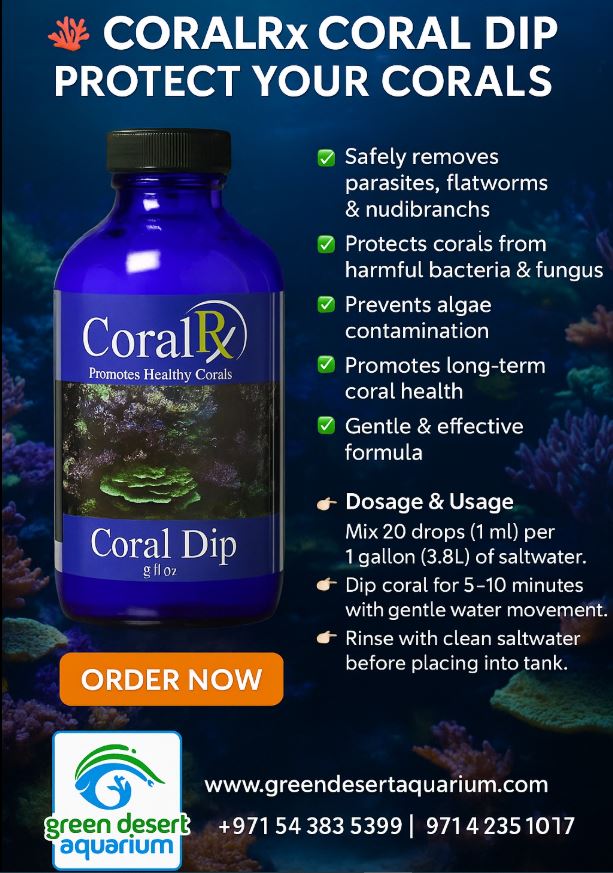 CORAL RX - Coral Dip 8Oz
