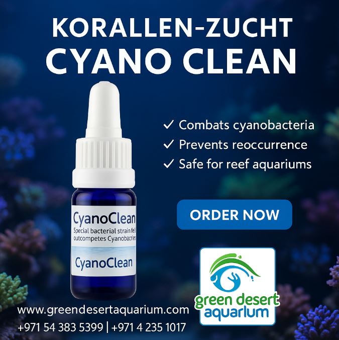 Korallen-Zucht CyanoClean
