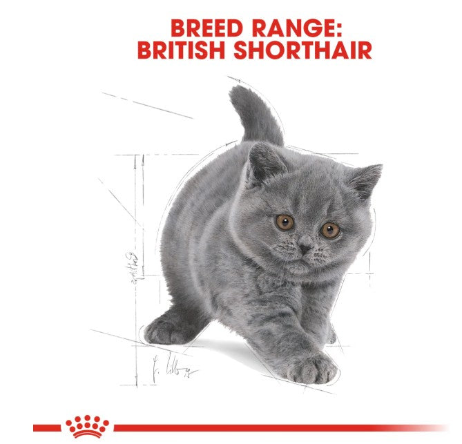 Royal Canin Feline Breed Nutrition British Shorthair Kitten