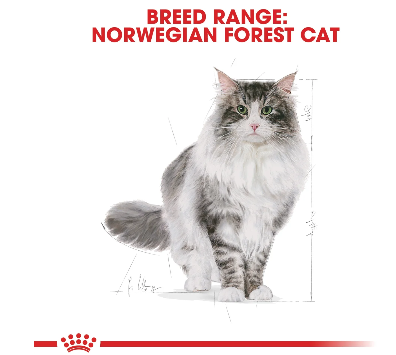 Royal Canin Norwegian Forest Cat Adult 2kg