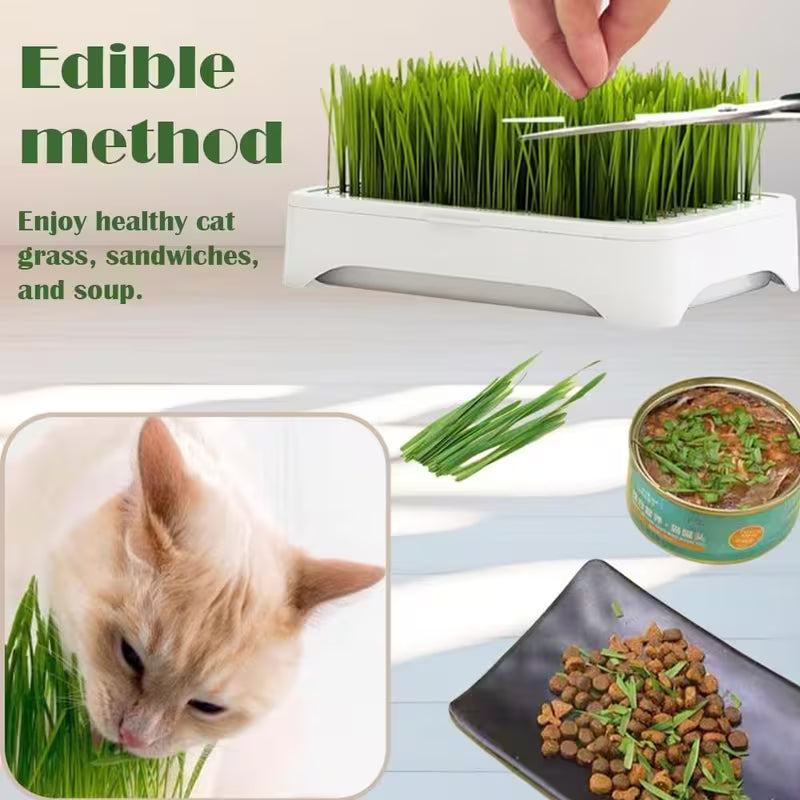 Cat Grass Planter