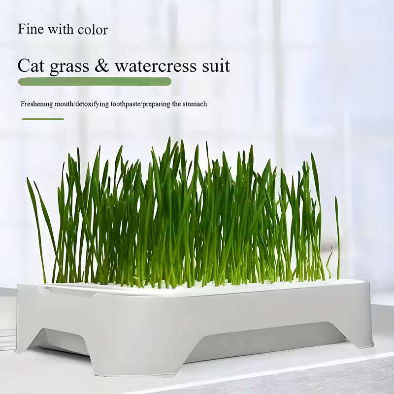 Cat Grass Planter