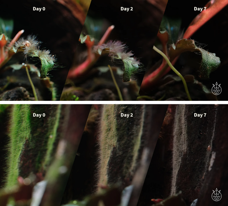 2HR AQUARIST - Apt Fix lite