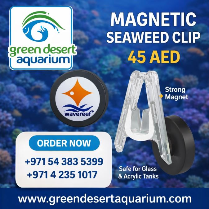 Magnetic Seaweed Clip for Aquarium Fish Feeding