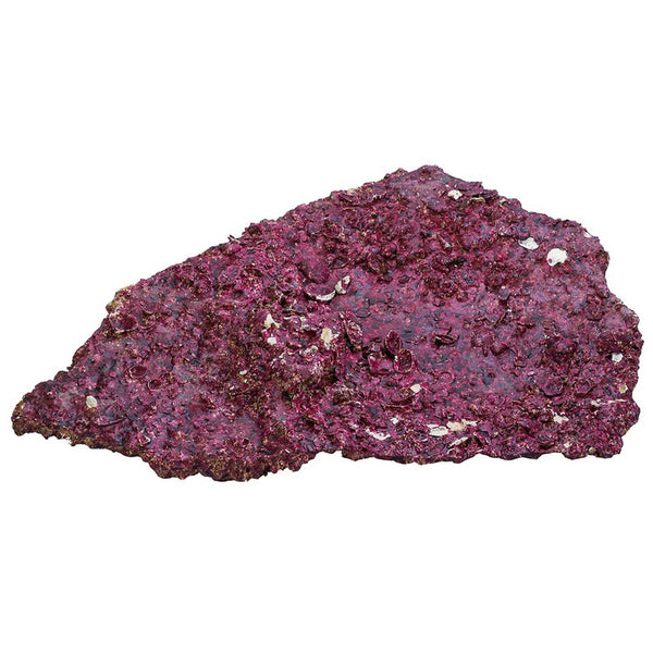 REAL REEF SHELF ROCK 1KG
