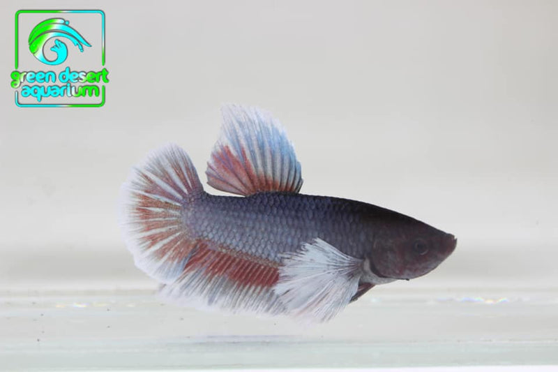 Betta Fish
