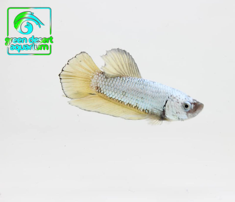 Betta Fish