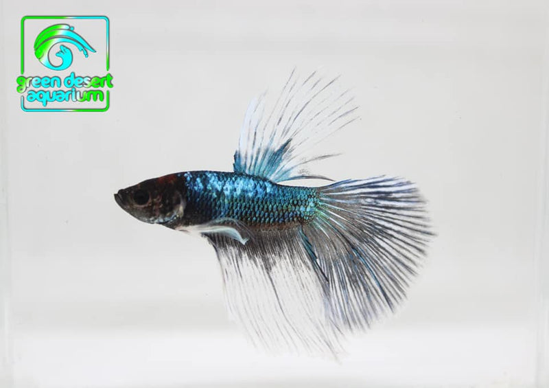 Betta Fish