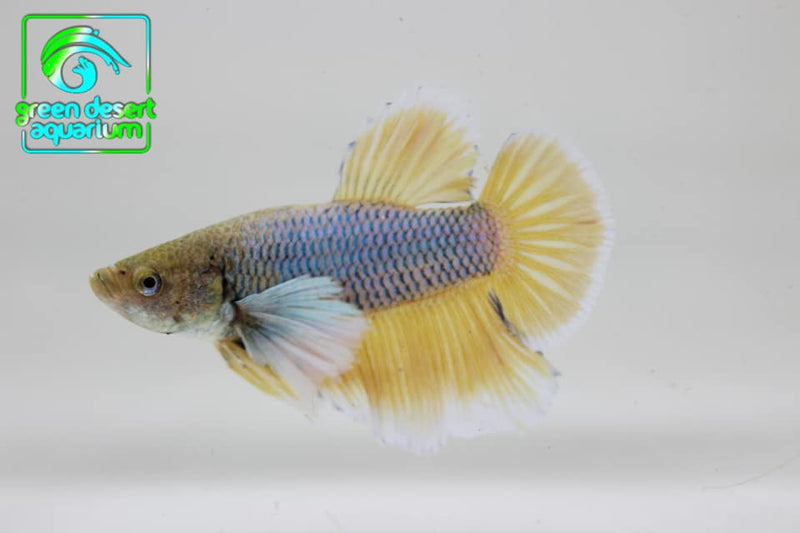 Betta Fish