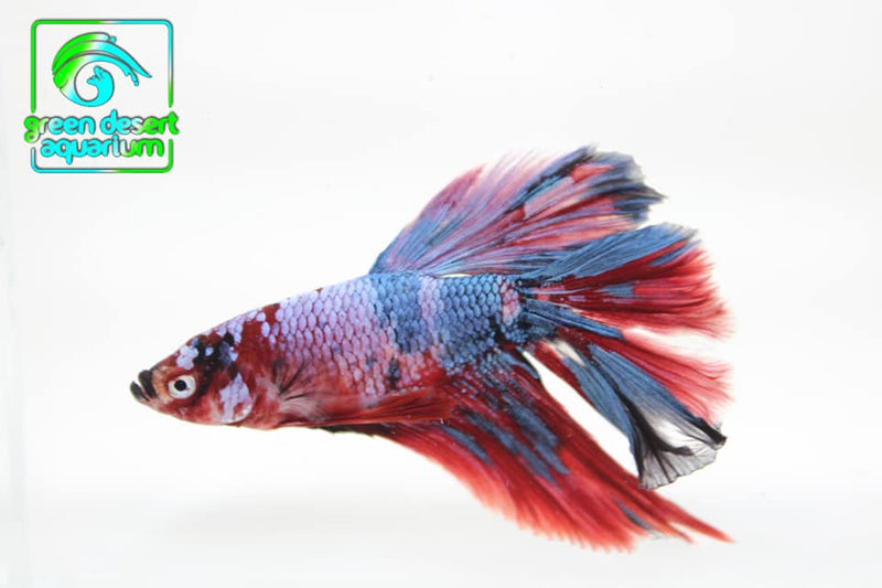Betta Fish