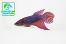 Betta Fish
