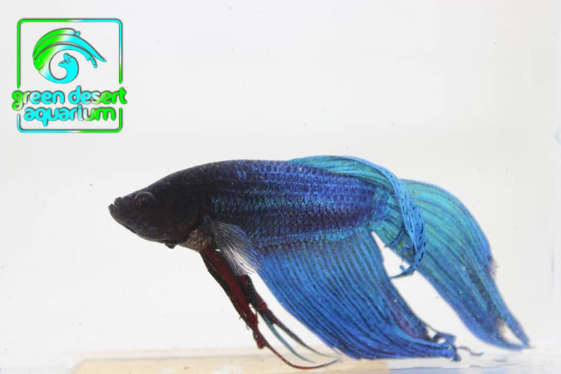 Betta Fish