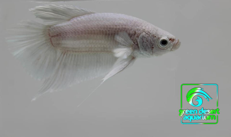 Betta Fish