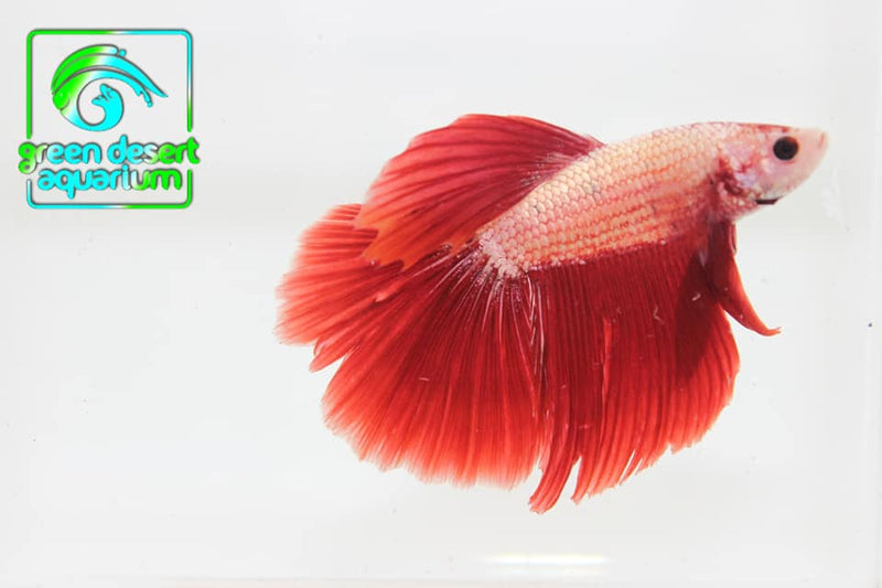 Betta Fish