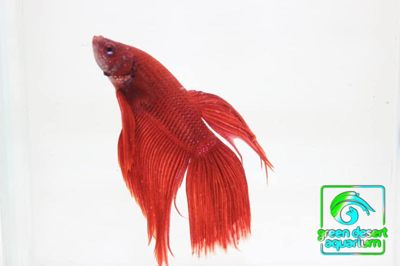 Betta Fish