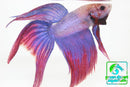 Betta Fish