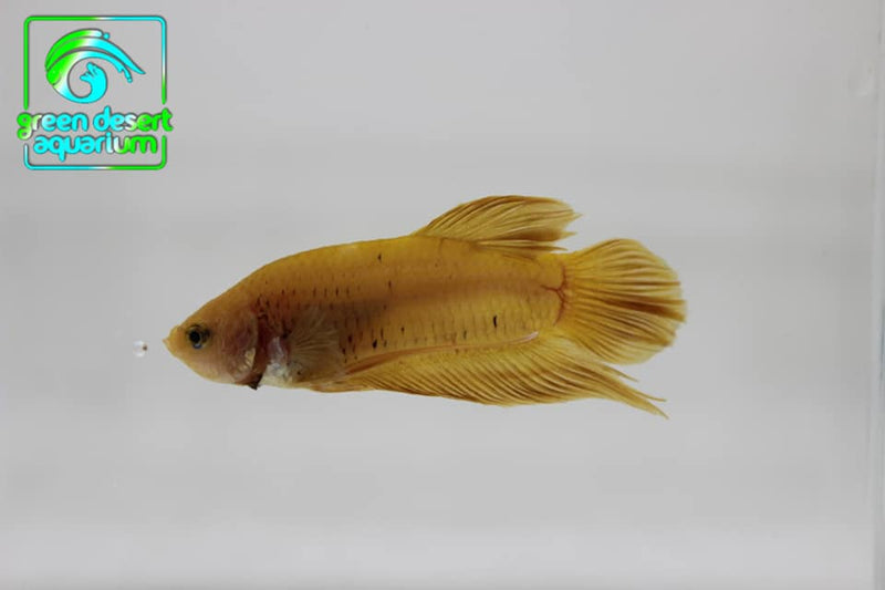 Betta Fish