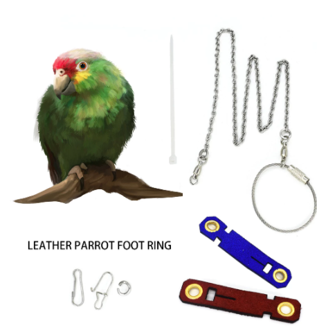 GDA PARROT TRAINING FOOT RING WITH LEATHER TOE BELT FOOT COVER WITH CHAIN
