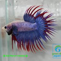 Betta Fish