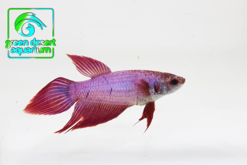 Betta Fish