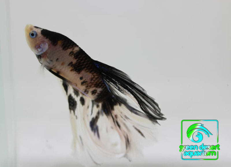 Betta Fish