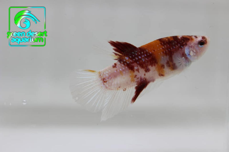 Betta Fish