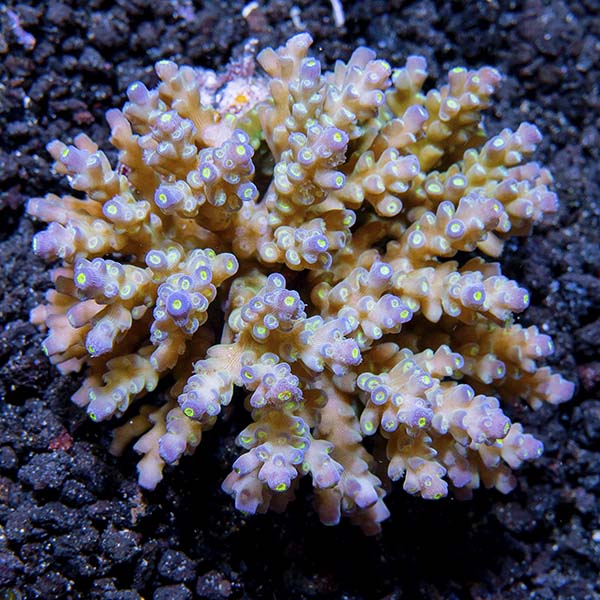 Acropora Sp.