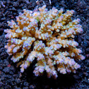Acropora Sp.