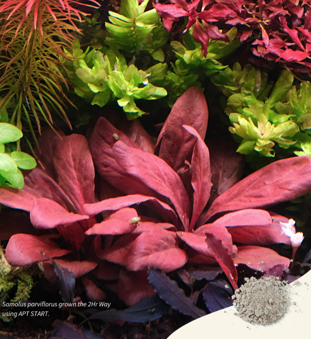 2HR AQUARIST - Apt Start 45g