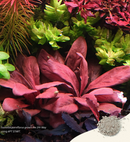 2HR AQUARIST - Apt Start 45g