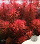 2HR AQUARIST - Apt Start 45g