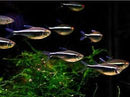 FISH - Black Neon Tetra
