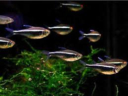 FISH - Black Neon Tetra