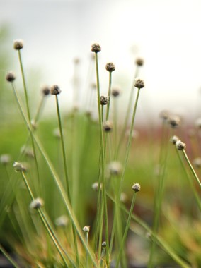 DENNERLE - Eriocaulon Cinereum