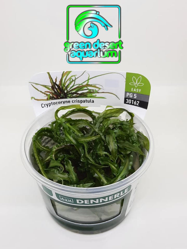 DENNERLE - CRYPTOCORYNE CRISPATULA