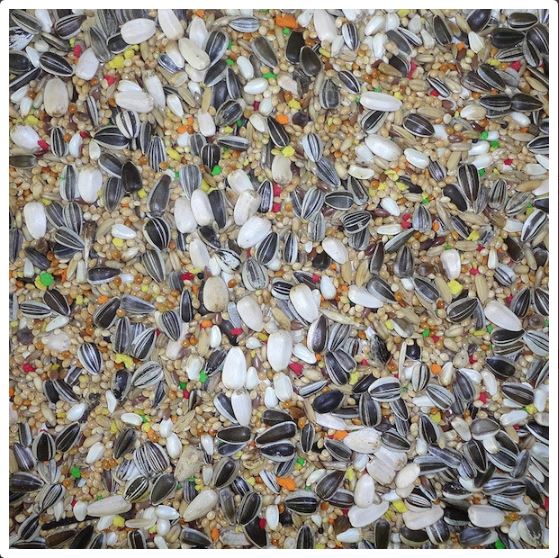 PARAKEET  MIX -20KG