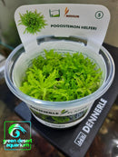 DENNERLE - Pogostemon Helferi